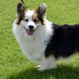 Hero - Pembroke Welsh Corgi