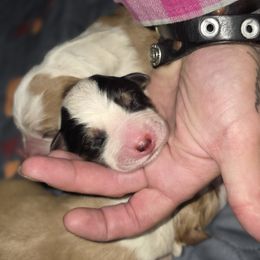 Black Tri Girl - Tri-color female Border Collie puppy in Richmond, Maine from Lil Maine Border Collies