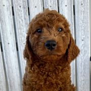 Lime green - Red male Irish Doodle puppy in Bloomfield, Iowa from Schooley Doodles