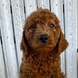 Lime green - Red male Irish Doodle puppy in Bloomfield, Iowa from Schooley Doodles