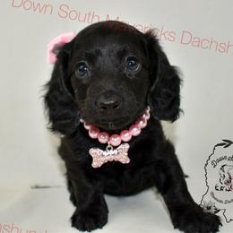 Lettie - Black female Dachshund puppy in Seminary, Mississippi from Down South Mavericks Dachshunds