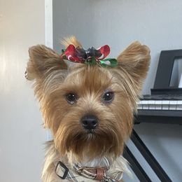 Ruby - Yorkshire Terrier