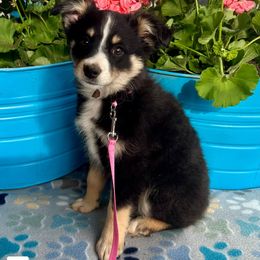 Australian Shepherd Puppies from Worsham’s Toys and Minis Australian Shepherds