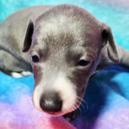 Starstruck - Blue male Italian Greyhound puppy in Cadwell, Georgia from All The DoDa Day Italian Greyhounds