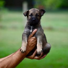 No Collar - Sable female German Shepherd puppy in Cherryville, North Carolina from Masky Kennel