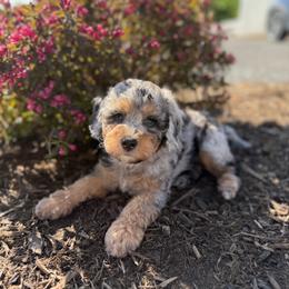 Topaz - Micro Bernedoodle 15-20lbs - Blue merle female Bernedoodle puppy in Pittsburgh, Pennsylvania from WestPenn Doodles LLC