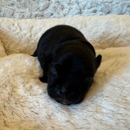 Brown Collar Male - Black and white male Staffordshire Bull Terrier puppy in Princeton, Minnesota from Thor’s Beagles & Maha’s Staffy