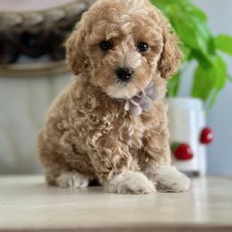 Frost - Apricot male Poodle puppy in Adolphus, Kentucky from Deerly Poodles