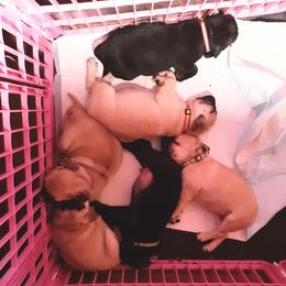 Pug Puppies from Hatfield Pugs