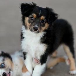 Brooklyn - Black tri female Toy Australian Shepherd puppy in Wichita Falls, Texas from Shooting Stars Ranch Toy and Mini Aussies