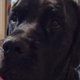 Mastiffs from Angela's Mastiffs