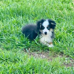 Betty - Black tri female Toy Australian Shepherd puppy in Troy, South Carolina from Stockman Farms