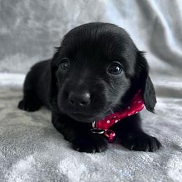 Dahlia - Black female Dachshund puppy in Ocala, Florida from Weenie Boops