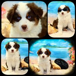 Maserati - Red tri male Toy Australian Shepherd puppy in Levelland, Texas from Once Upon a Time Aussies