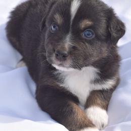 Boy 1 - Black tri-color male Australian Shepherd puppy in Nebraska from Our Barn Aussies
