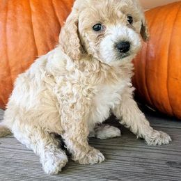 Poodle Puppies from Carltons Precious Poodles
