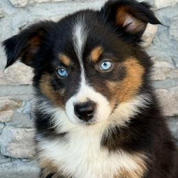 Truvy - Black tri female Miniature Australian Shepherd puppy in Cunningham, Tennessee from Copper Creek Aussies