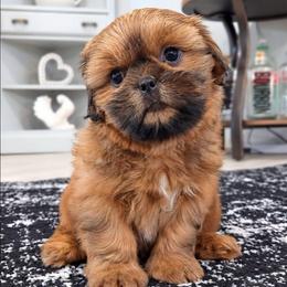 GINGER - Red female Shih Tzu puppy in Las Vegas, Nevada from Beirin Breige Shih Tzus