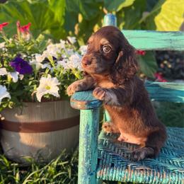 Walker - Chocolate male Dachshund puppy in New Albany, Mississippi from Double A. Doxies