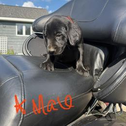 Orange - Black male Labrador Retriever puppy in Davison, Michigan from Lucas's Pointing Labrador Retrievers