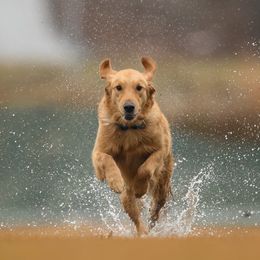 Sunny - Golden Retriever