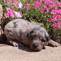 Oren - Merle male Whoodle puppy in West Bend, Iowa from Blue Skies Terriers