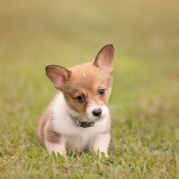 Grey Collar Male- Hulk - Sable male Pembroke Welsh Corgi puppy in Waverly Hall, Georgia from 6g Ranch Corgis