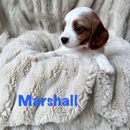 Marshall - White male Cavapoo puppy in Calumet, Oklahoma from H&H Cavapoos