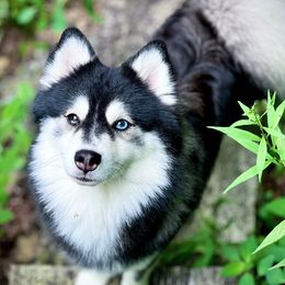 Ghost - Pomsky