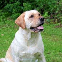 Labrador Retrievers from Black Magic's Labradors
