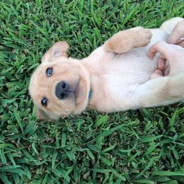 Diesel (Blue collar) - Yellow male Labrador Retriever puppy in Commerce, Oklahoma from Standing Water Kennels