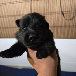Calliope - Pink Collar Female - Black female German Shepherd puppy in Hawthorne, Florida from Lace's High Flying German Shepherds And Golden Retrievers
