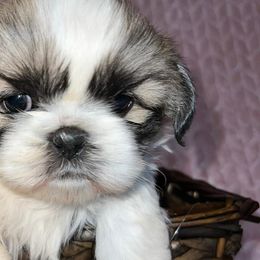 Shih Tzus from Secret Shih Tzu