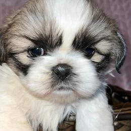 Shih Tzus from Secret Shih Tzu
