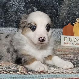 Miniature American Shepherds and Miniature Australian Shepherds from Buck-Run Puppies