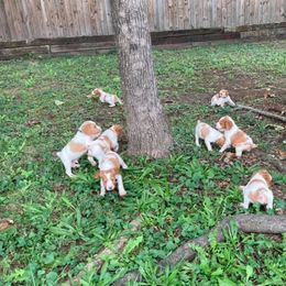 Brittany Puppies from Fox Mtn Brittanys