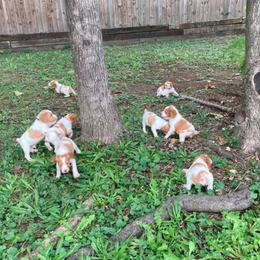 Brittany Puppies from Fox Mtn Brittanys