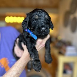 Bernedoodle, Goldendoodle, and Poodle Puppies from Elevated Standards NC