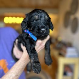 Bernedoodle, Goldendoodle, and Poodle Puppies from Elevated Standards NC