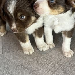 Miniature Australian Shepherd and Toy Australian Shepherd Puppies from T’s Mini and Toy Aussies