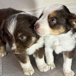 Miniature Australian Shepherd and Toy Australian Shepherd Puppies from T’s Mini and Toy Aussies