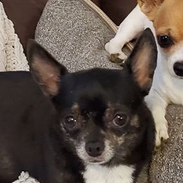 Jet - Chihuahua