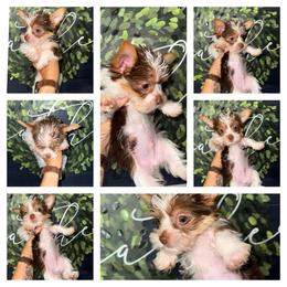 Rolo - Tan male Yorkshire Terrier puppy in Cleveland, Tennessee from Moody’s Morkies and More