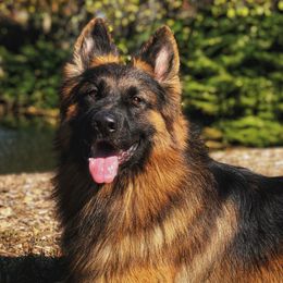 German Shepherds from Domus Invictus German Shepherds