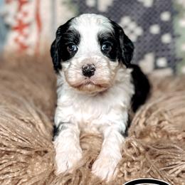 Ridge - Black and chalk male Australian Labradoodle puppy in Decatur, Alabama from Southern Meadows Doodles