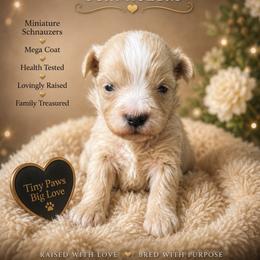 Gunther the teacup - White male Miniature Schnauzer puppy in Miami, Florida from Chiquiticos Shnauzers