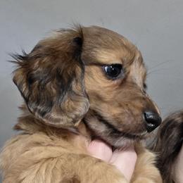 Rosie's red dapple girl - Dapple Dachshund puppy in Declo, Idaho from Dozendachs