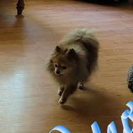 Pedro - Pomeranian