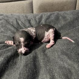 Yahtzee - White and black female Xoloitzcuintli puppy in Manitowoc, Wisconsin from Wonderland Kennel