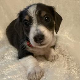 Jade - Piebald female Dachshund puppy in Williamson, New York from Maisy & Meg